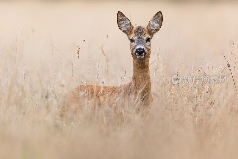 鹿(学名:Capreolus Capreolus)